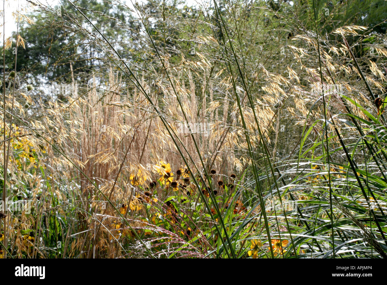 Stipa Gigantea und die Unterscheidung Spikes von Calamagrostis Karl Foerster Stockfoto