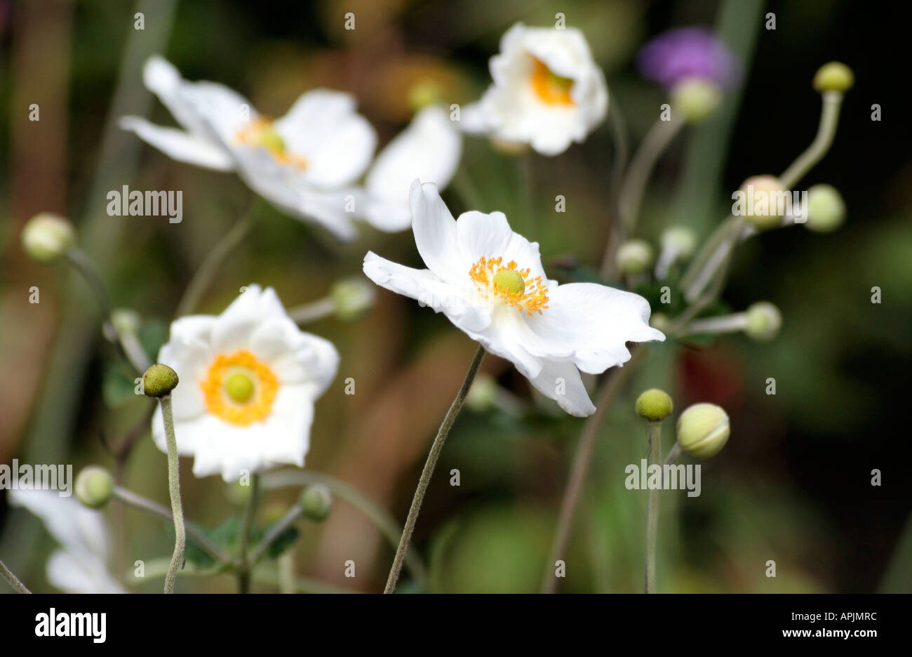 Anemone X hybrida Honorine Joubert Stockfoto