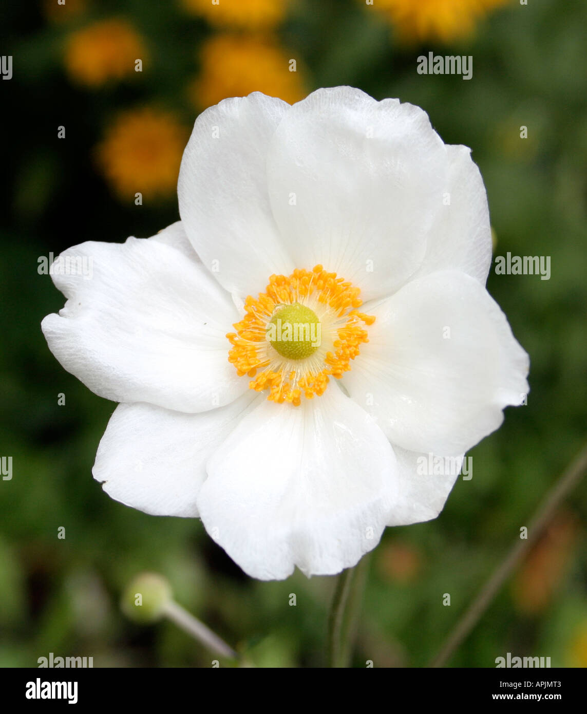 Anemone X hybrida Honorine Joubert Stockfoto
