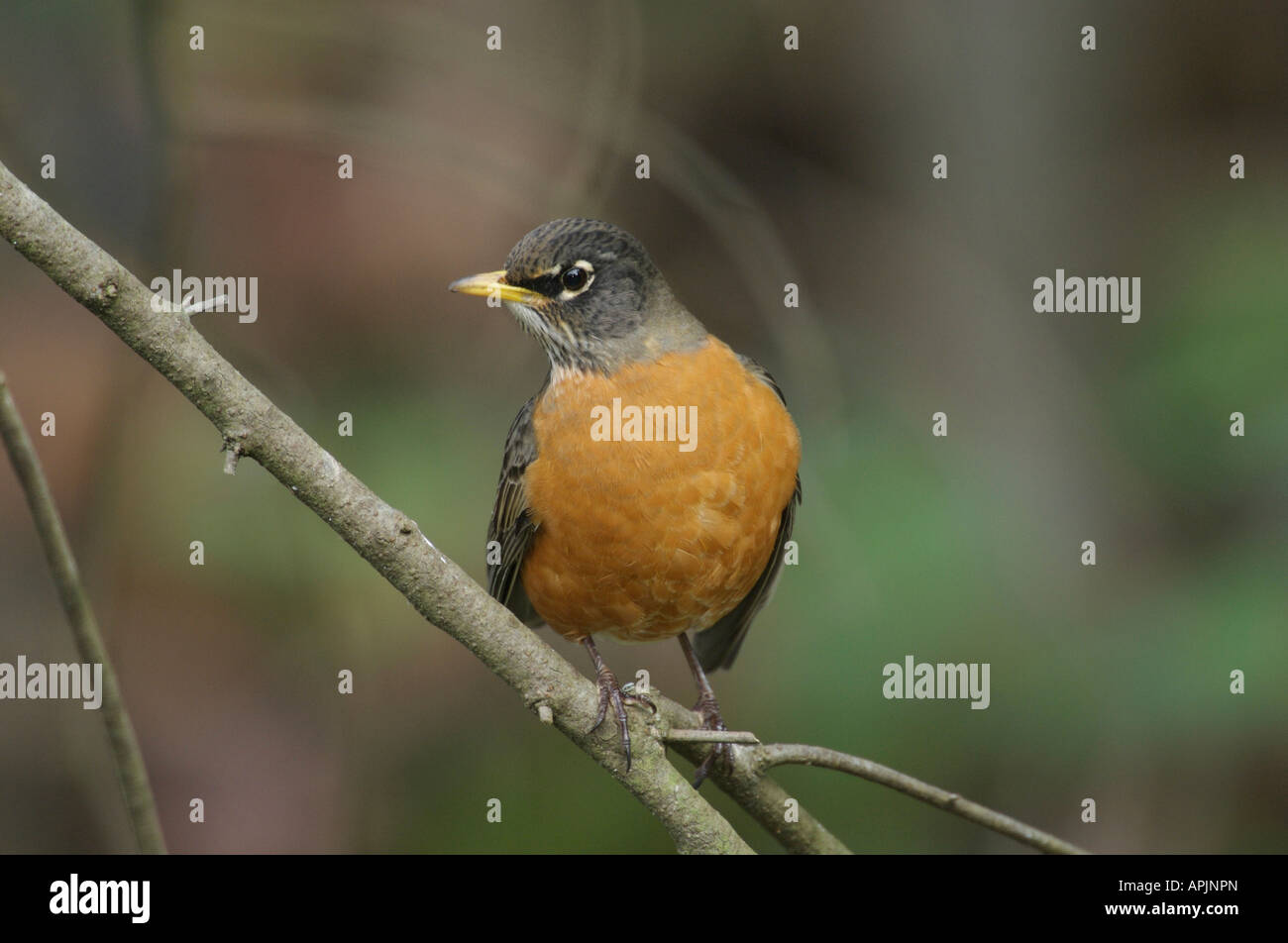 American Robin (Turdus Migratorius) Nanaimo British Columbia Kanada Stockfoto