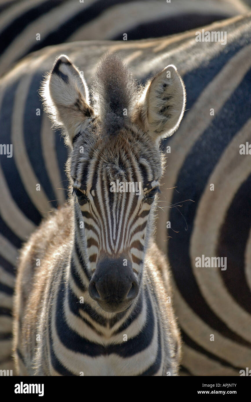 Chapmans Zebra (Equus Quagga Chapmani), Fohlen, portrait Stockfoto
