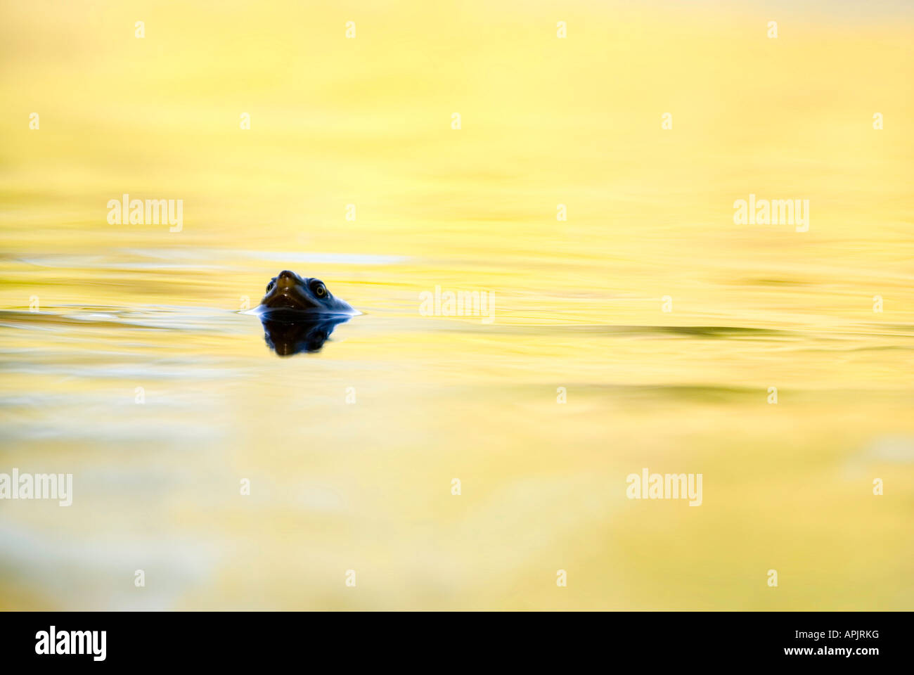 Krefft River Schildkröte, Schwimmer Stockfoto