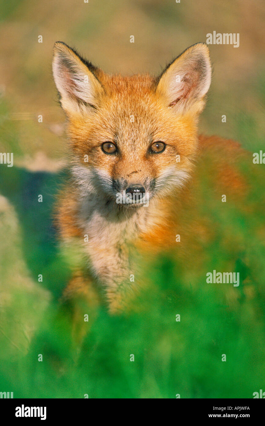 Junger Rotfuchs Pup Porträts am Ort zu Höhle. Stockfoto