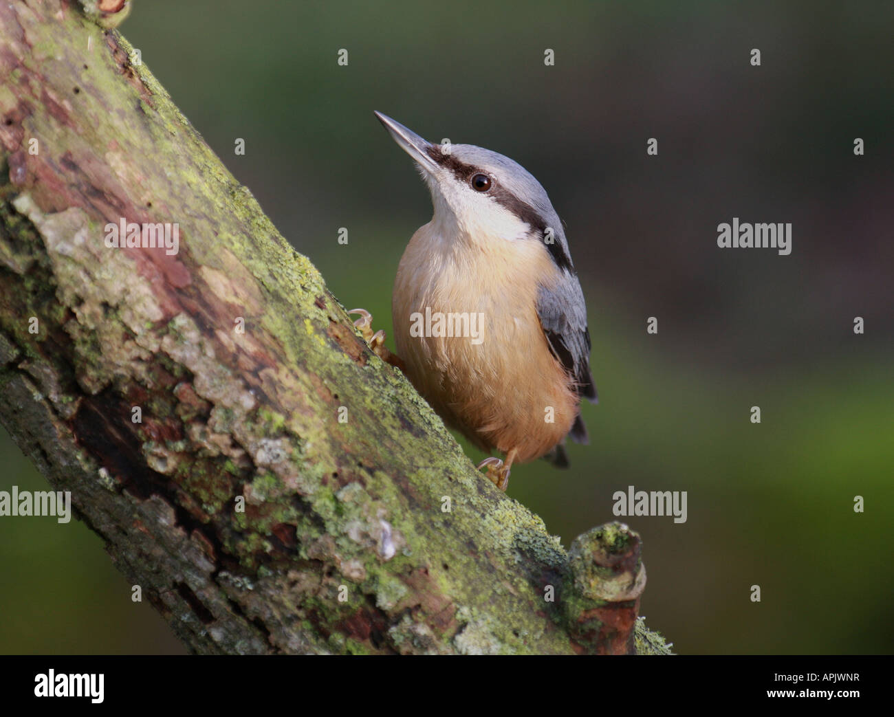Kleiber hocken Stockfoto
