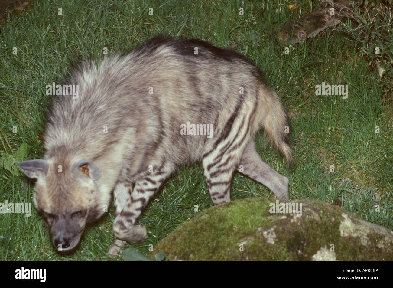 Hyene Rayée gestreifte Hyäne Crocuta zerbeissen Aasfresser Afrika Afrika Tiere Asien Asien Carnivora Raubtiere Hyaenen Hyanidae Hyäne Stockfoto