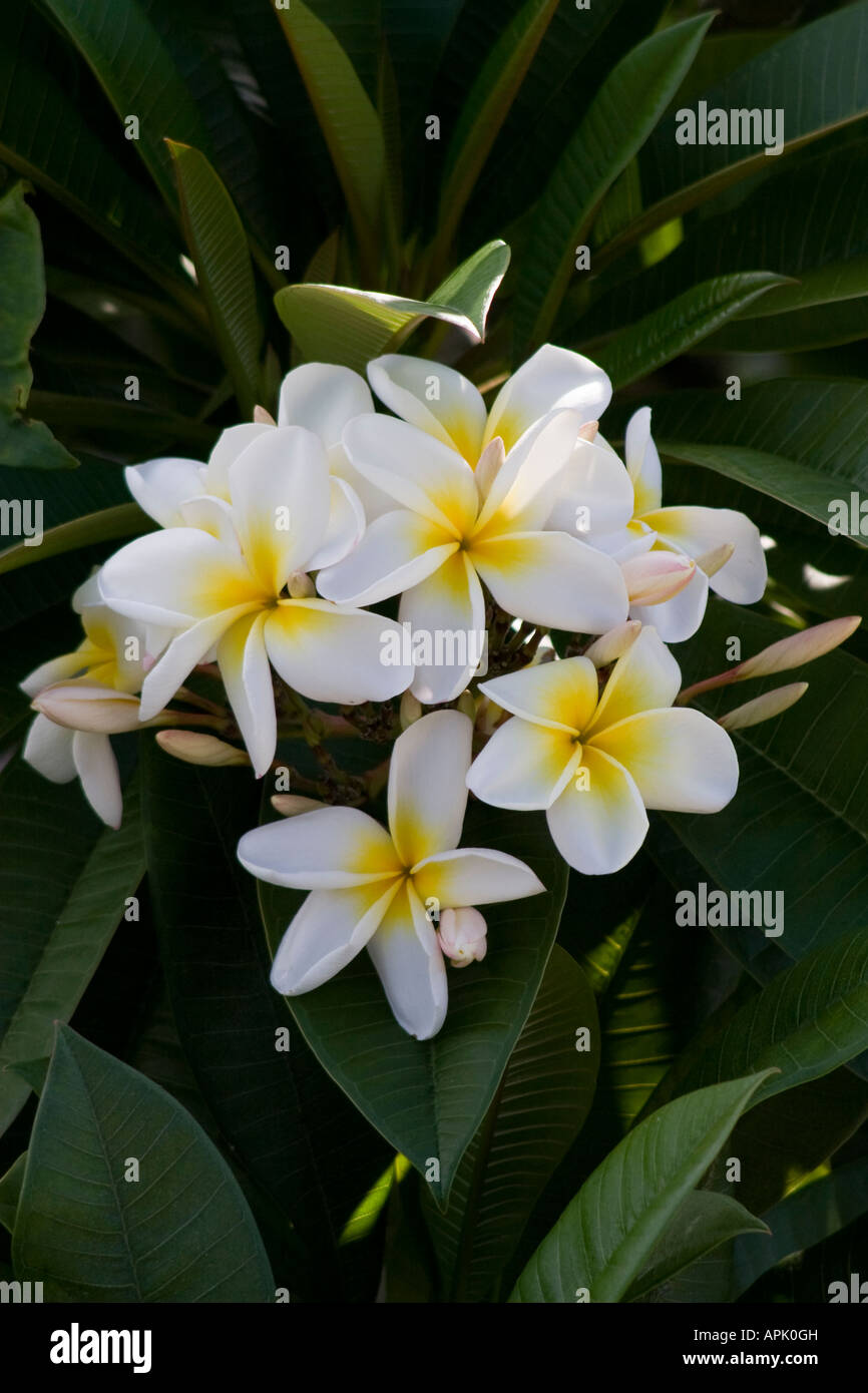 Frangipani-Blüten Stockfoto