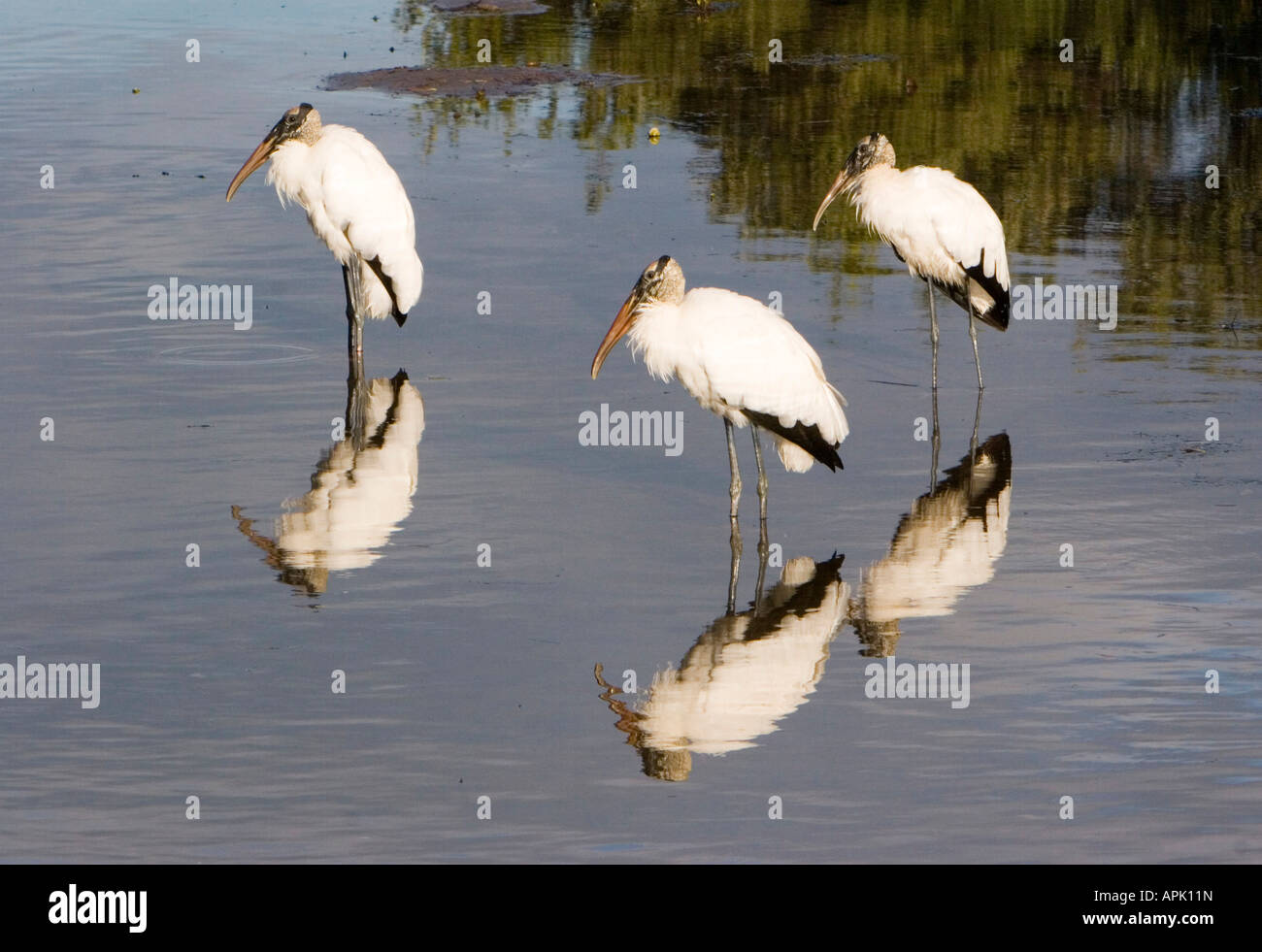 Holz-Storch Mycteria americana Stockfoto