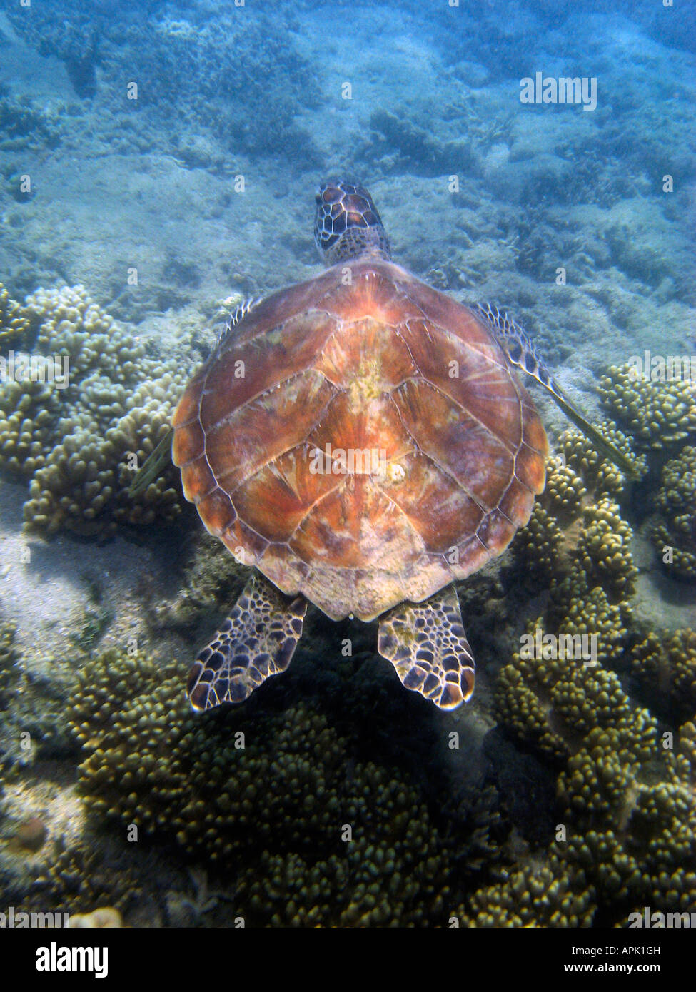 Grüne Schildkröte niedrige Inseln Great Barrier Reef-Nord-Queensland-Australien Stockfoto