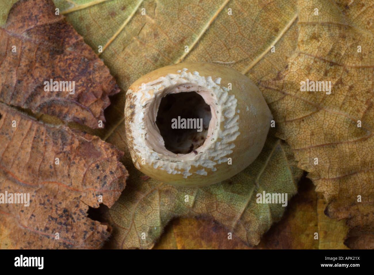 Hasel Nuss Corylus Avellana Zahnmarkierungen zeigen, wo es von einem Siebenschläfer geöffnet wurde Stockfoto