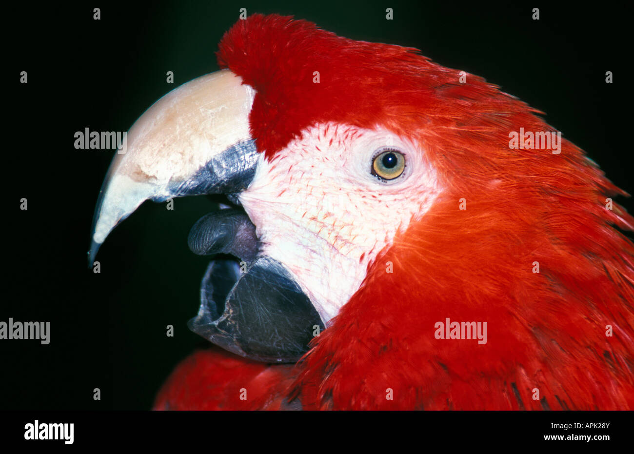 Portrait d Ara rouge Ara Macao allein Amerika biogeographischen Region biogeographischen Gebieten Vogel Vögel Carmine Top Akeleien Farbe Farben Col Stockfoto