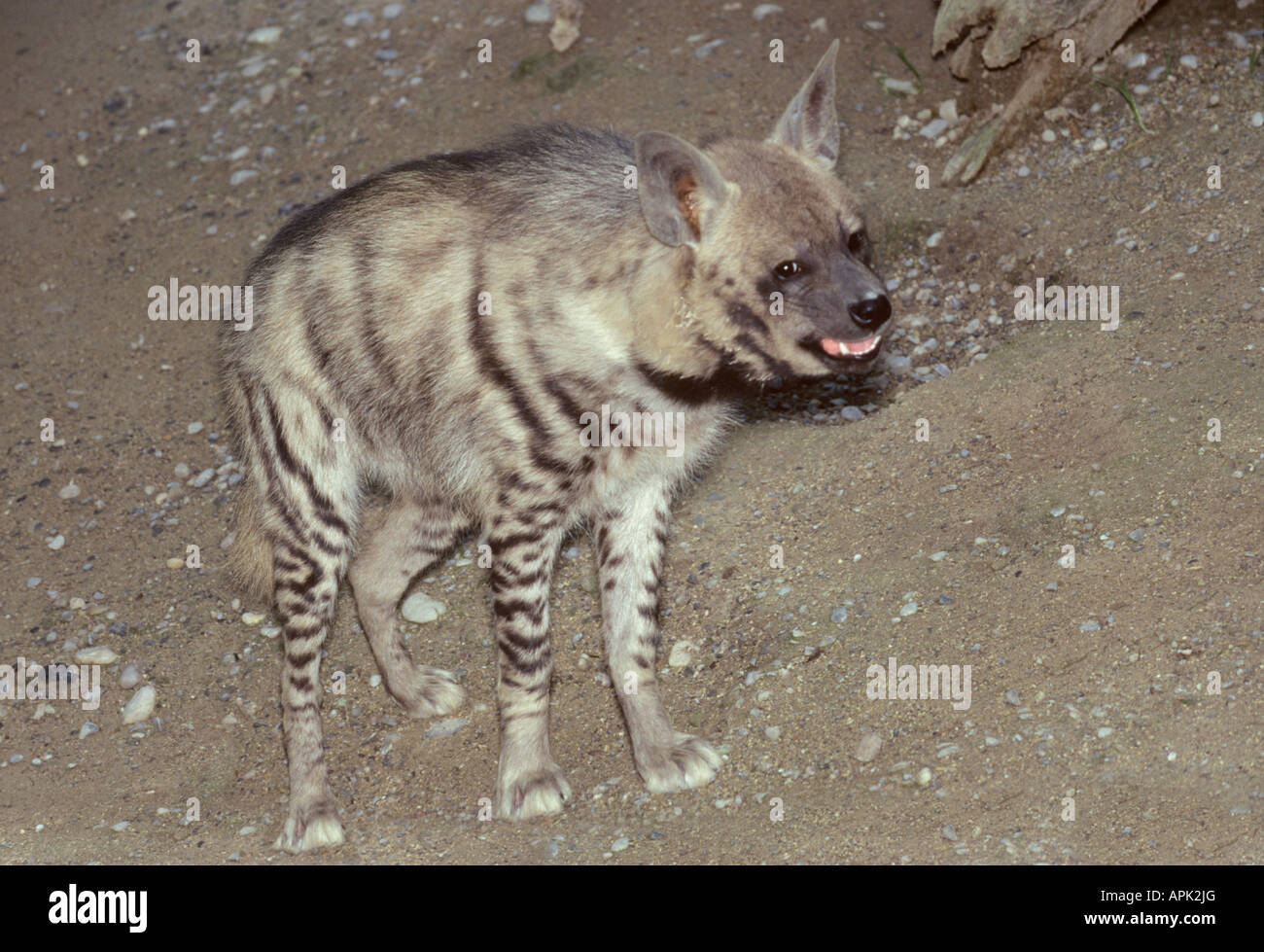 Hyene Rayée gestreifte Hyäne Crocuta zerbeissen Aasfresser Afrika Afrika Tiere Asien Asien Carnivora Raubtiere Hyaenen Hyanidae Hyäne Stockfoto