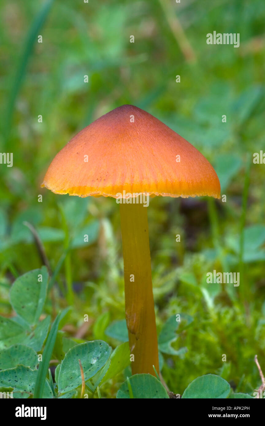 konische schleimige Kappe Hygrocybe conica Stockfoto