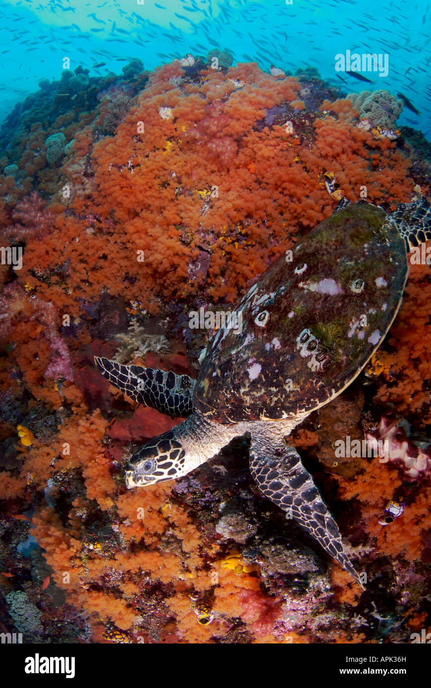 Hawksbill Turtle-Eretmochelys Imbricata Pulau Boo Misool Rajah Ampat Indonesien 2007 Stockfoto