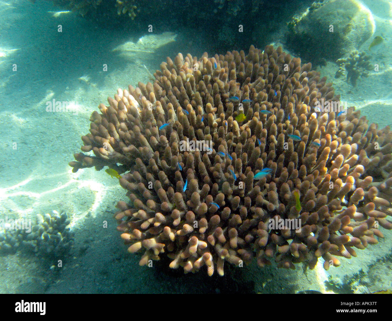 Korallen und Fische niedrigen Inseln Great Barrier Reef-Nord-Queensland-Australien Stockfoto