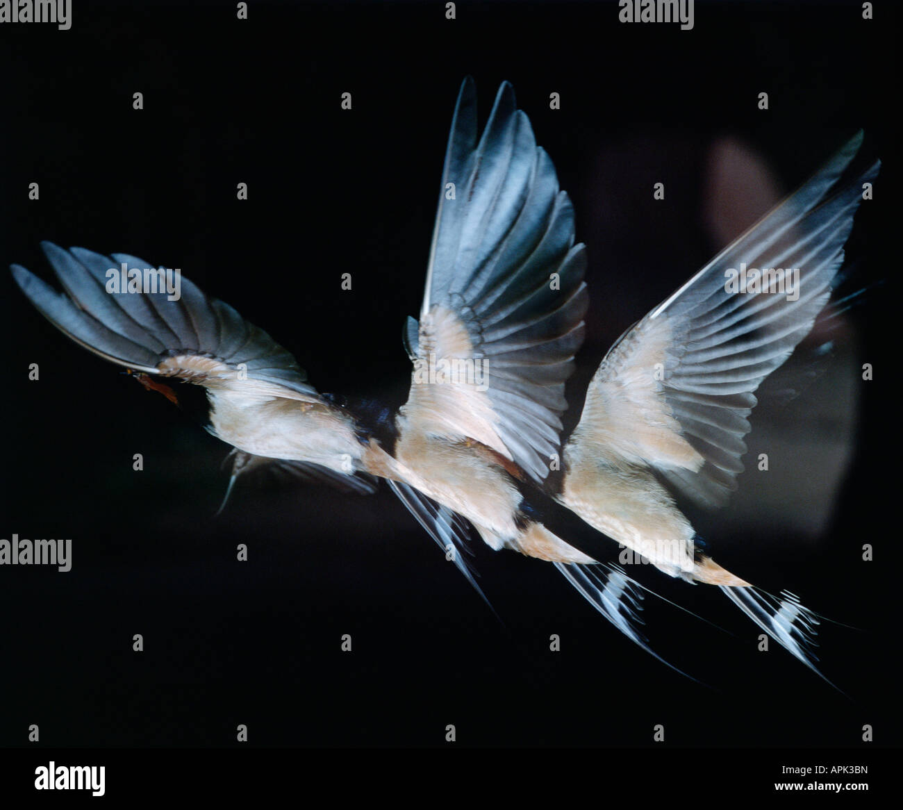 Hirondelle Rustique Rauchschwalbe Rauchschwalbe schlucken Hirundo Rustica Afrika Afrika Tiere Aves Vögel Europa Europa Hirondelle Stockfoto