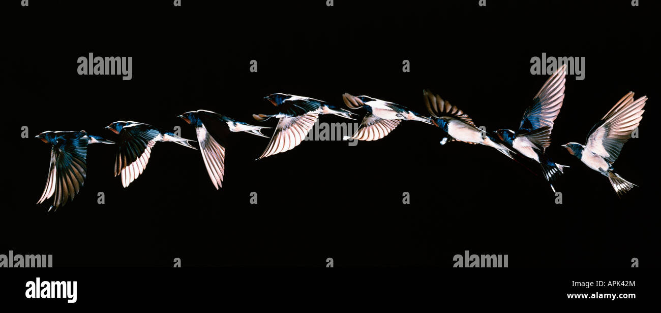 Hirondelle Rustique Rauchschwalbe Rauchschwalbe schlucken Hirundo Rustica Afrika Afrika Tiere Aves Vögel Europa Europa Hirondelle Stockfoto