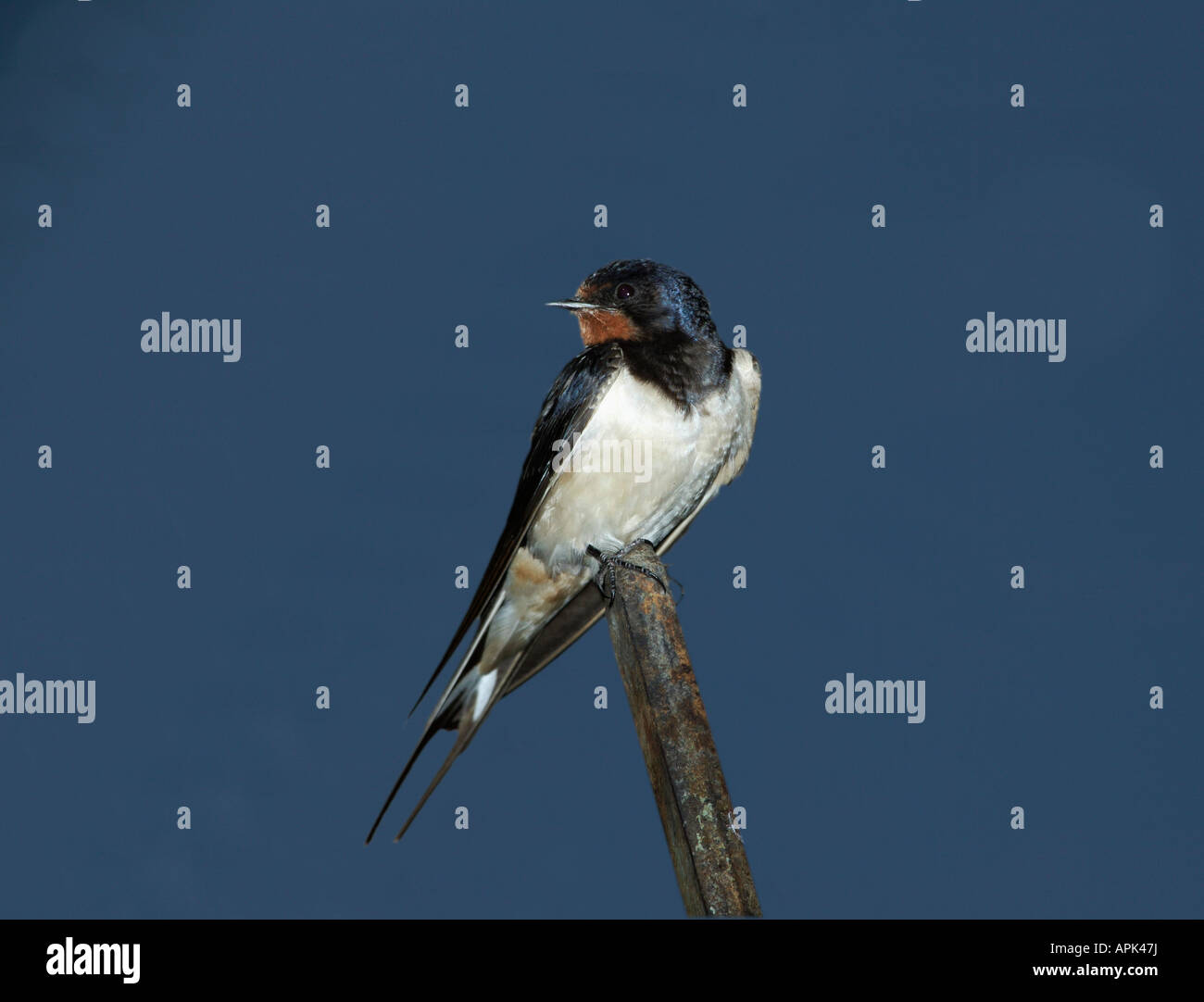 Hirondelle Rustique Rauchschwalbe Rauchschwalbe schlucken Hirundo Rustica Afrika Afrika Tiere Aves Vögel Europa Europa Hirondelle Stockfoto