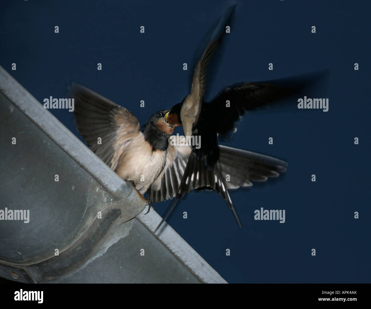 Hirondelle Rustique Rauchschwalbe Rauchschwalbe schlucken Hirundo Rustica Afrika Afrika Tiere Aves Vögel Europa Europa Hirondelle Stockfoto