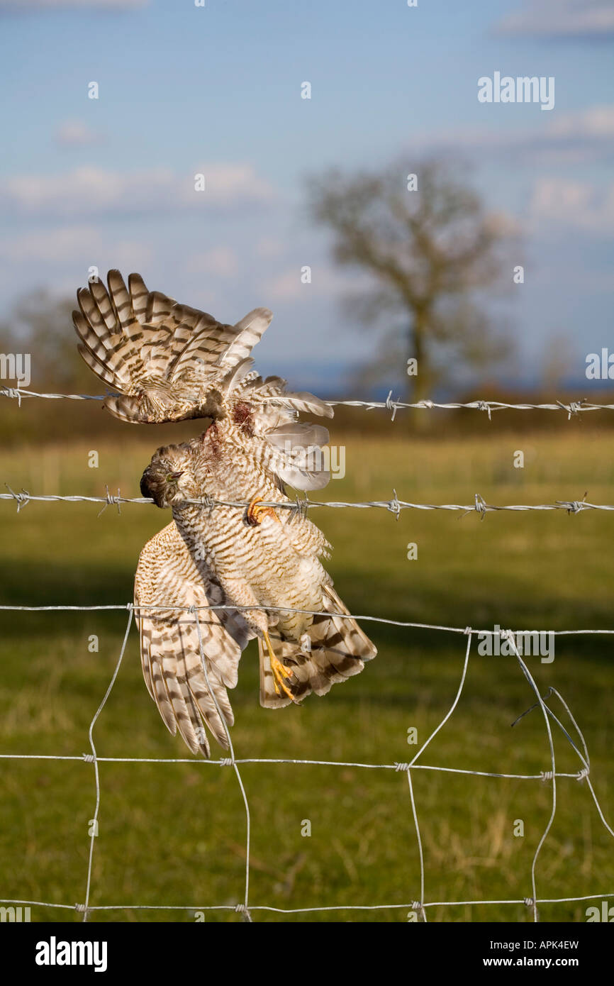 Sparrowhawk Accipiter Nisus tot an einem Zaun aufgehängt Stockfoto