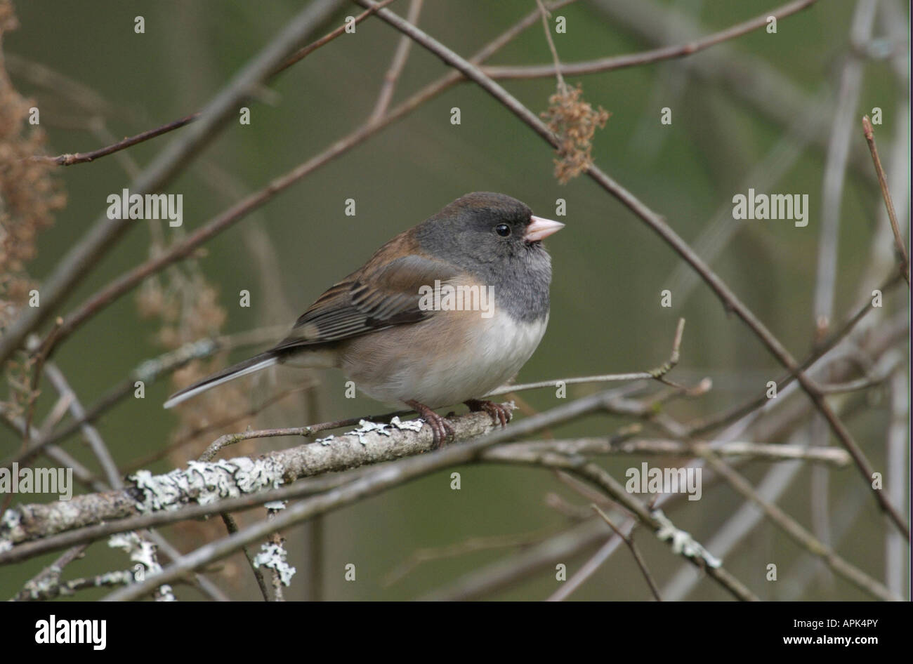 Dark eyed Junco (Junco Hyemalis) in einem Baum gehockt Nanaimo British Columbia Kanada Stockfoto