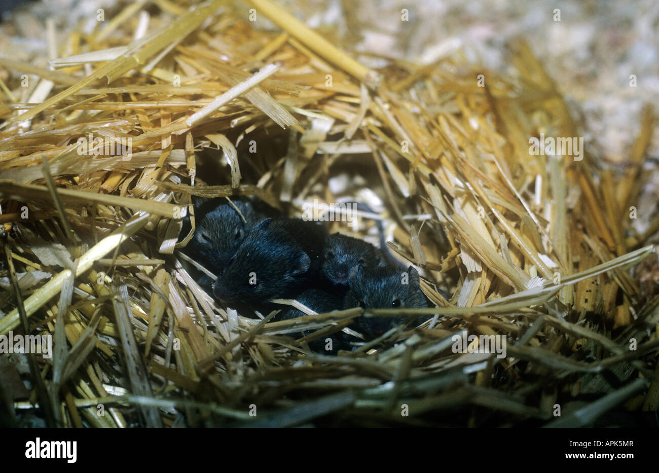 Baby-Mäuse in einem nest Stockfoto