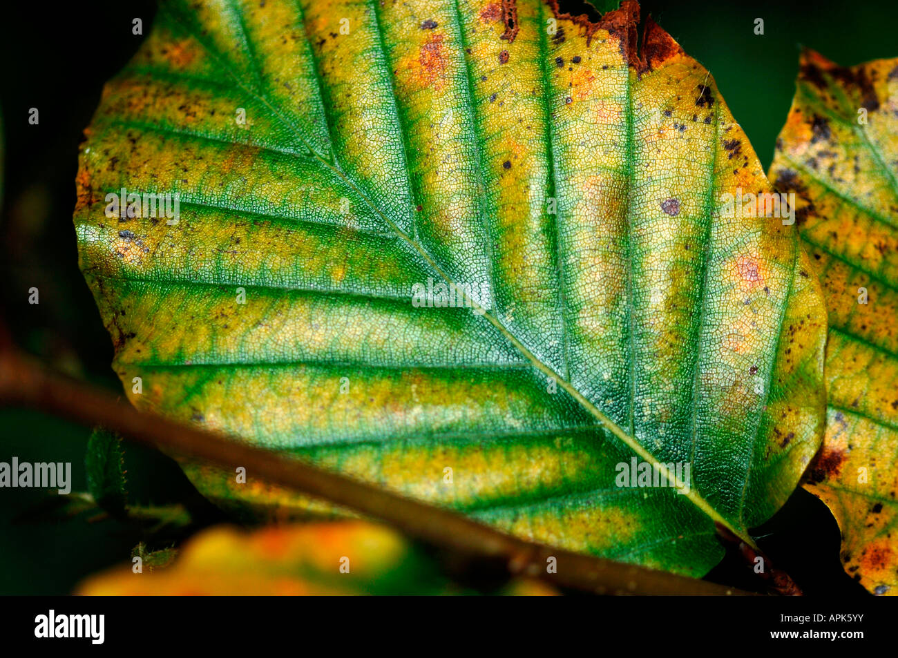 Herbstblatt wechselnden Farben. Stockfoto