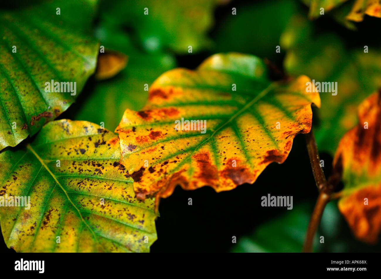 Autumn Leaves wechselnden Farben. Stockfoto