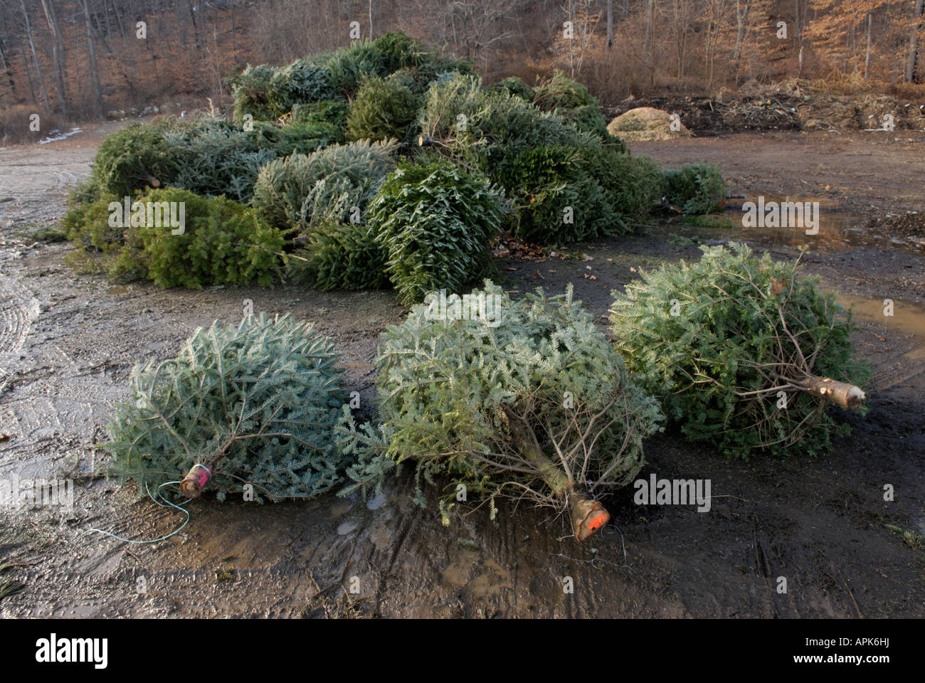 Weihnachtsbaum-Sammelstelle in einem kommunalen Recycling-Zentrum Stockfoto