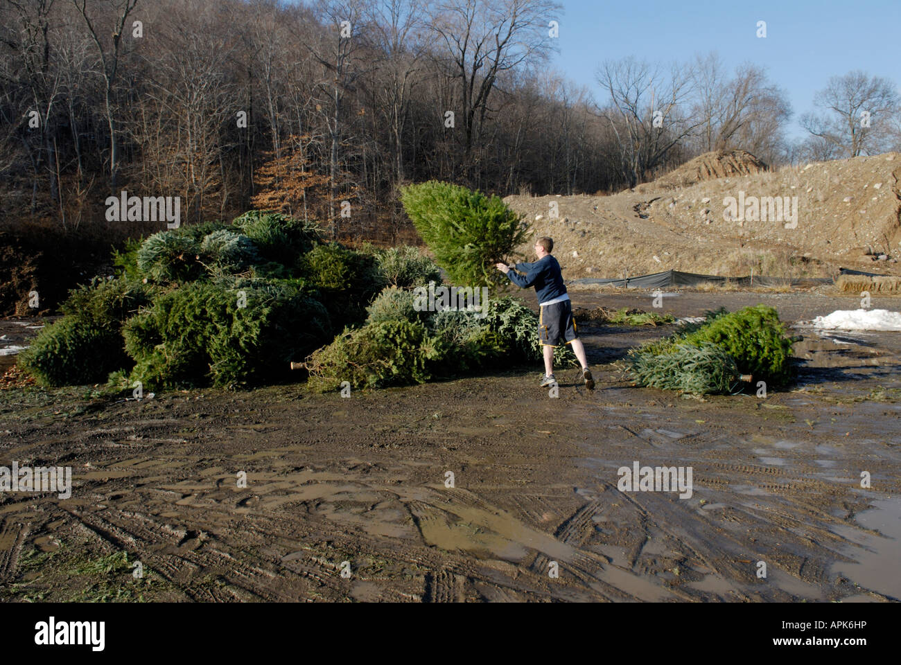 Person, die Entsorgung eines Weihnachtsbaumes bei einer kommunalen Recycling-Center-Sammlung-Website Stockfoto