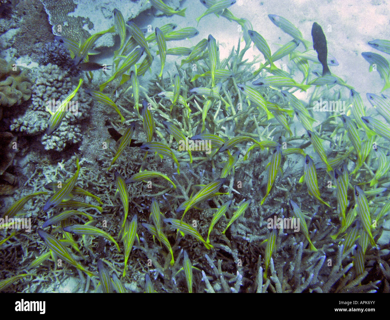 Bluestripe Seaperch Lutjanus Kasmira und Hirschhorn Coral Agincourt Reef Great Barrier Reef Nord-Queensland-Australien Stockfoto