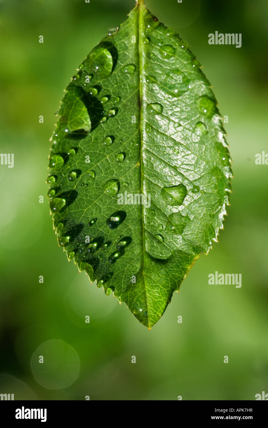 klarem Wassertropfen auf einem zarten grünen Blatt Stockfoto