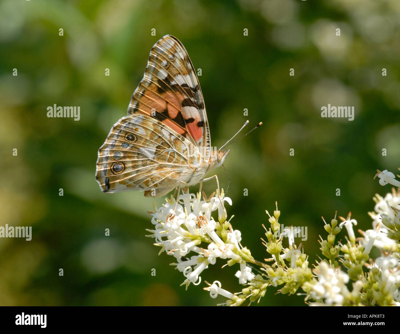 Distelfalter Schmetterling Vanessa Cardui mit geschlossenen Flügeln zeigt die Unterseite der Flügel Fütterung auf eine private Blume Stockfoto