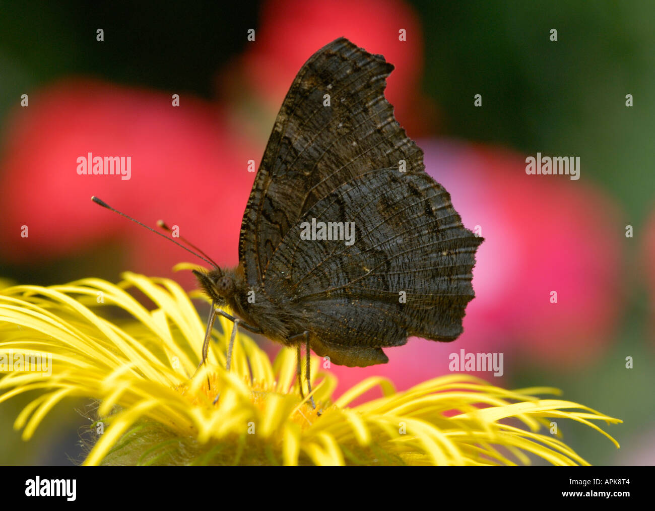 Ein Tagpfauenauge Nymphalis Io ernährt Inachis Io mit geschlossenen Flügeln die braunen Unterseite zeigt sich eine gelbe Inula Hookeri Blume Stockfoto