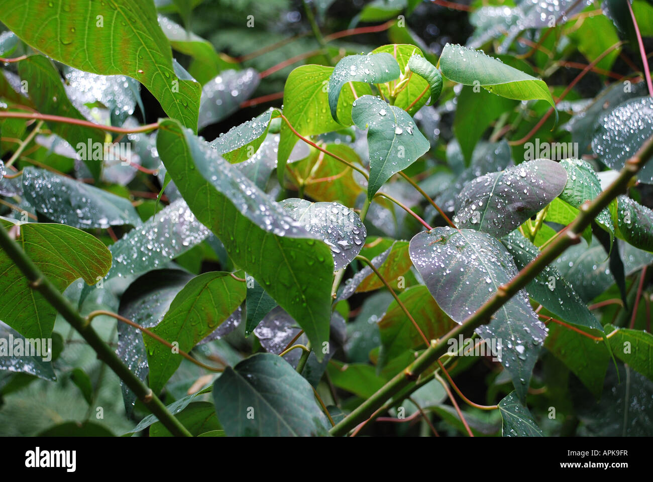 CLOSE-UP NASSES LAUB IM REGENWALD BLUE MOUNTAINS NSW AUSTRALIA Stockfoto