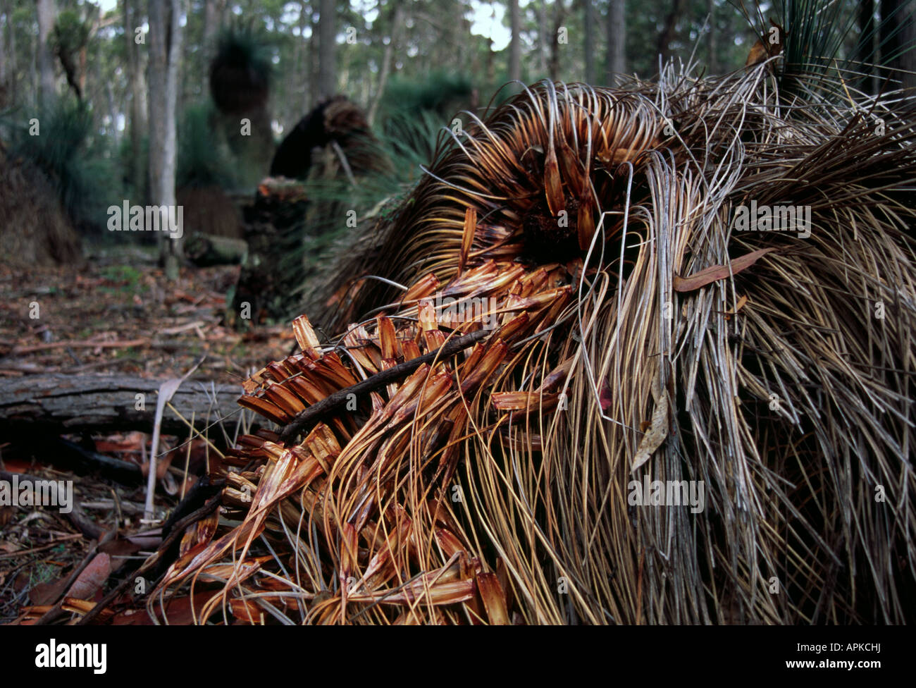 Grasbaum Xanthorrhoea Preiseii Australian native Stockfoto