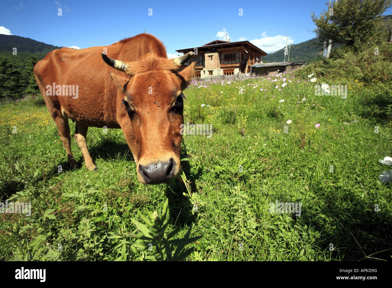 Hausrind (Bos Primigenius F. Taurus), Kuh vor einer Berghütte, Bhutan, Jakar, Byakar Stockfoto
