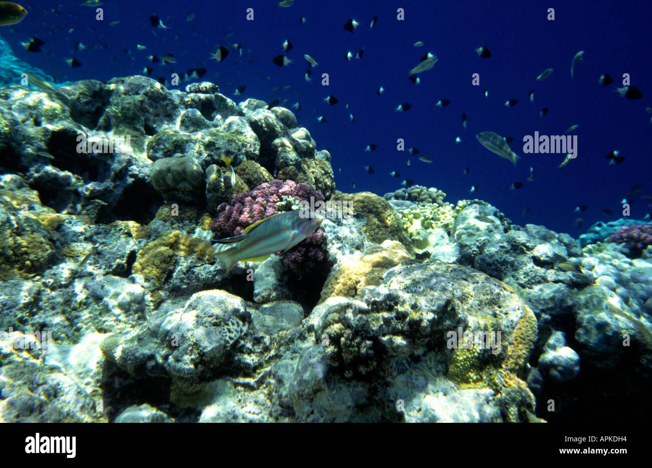 Ägypten Rotes Meer gemeinsame Goldfisch Anthias Squampinnis am Rand des Riffs Stockfoto