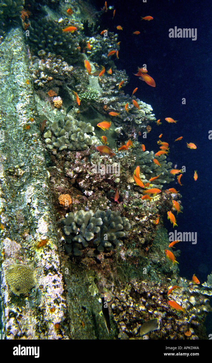 Malediven Unterwasser gemeinsame Goldfisch Anthias Squampinnis am Wrack am Hinavaru Stockfoto