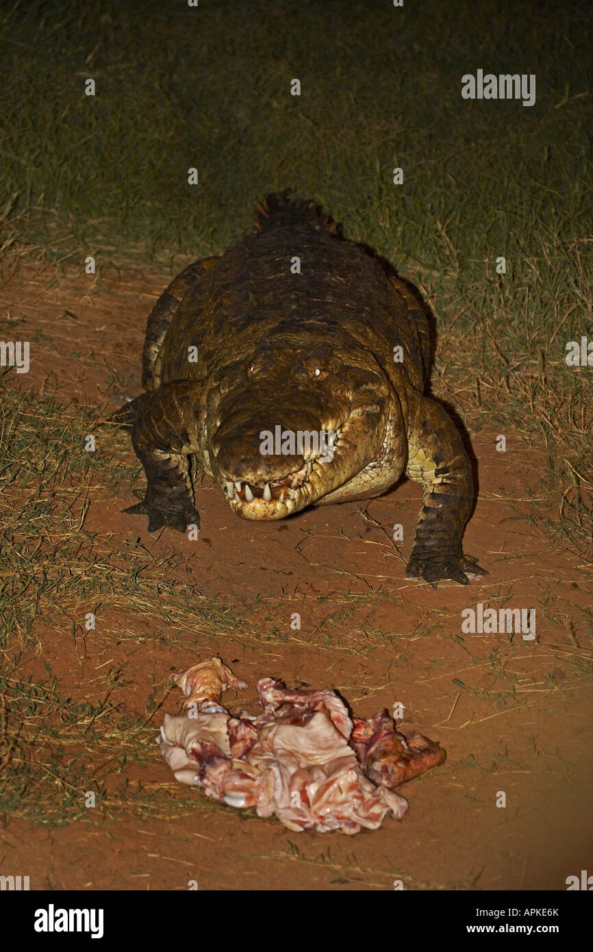 Nil-Krokodil (Crocodylus Niloticus), während am Abend Fütterung, Kenia, Buffalo Springs Game Reserve, Samburu, Isiolo Stockfoto