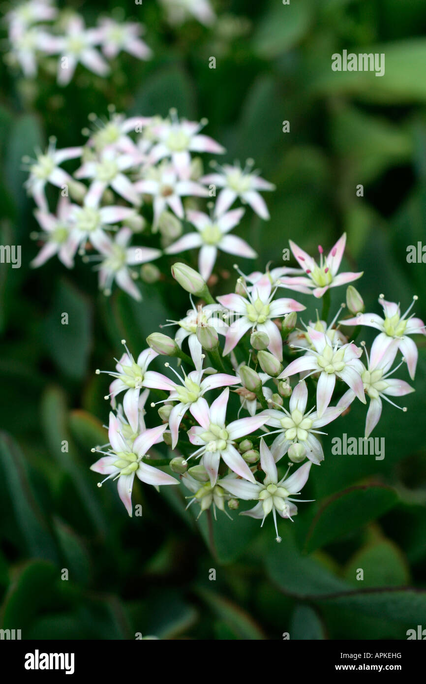 Crassula Blue Bird Stockfoto