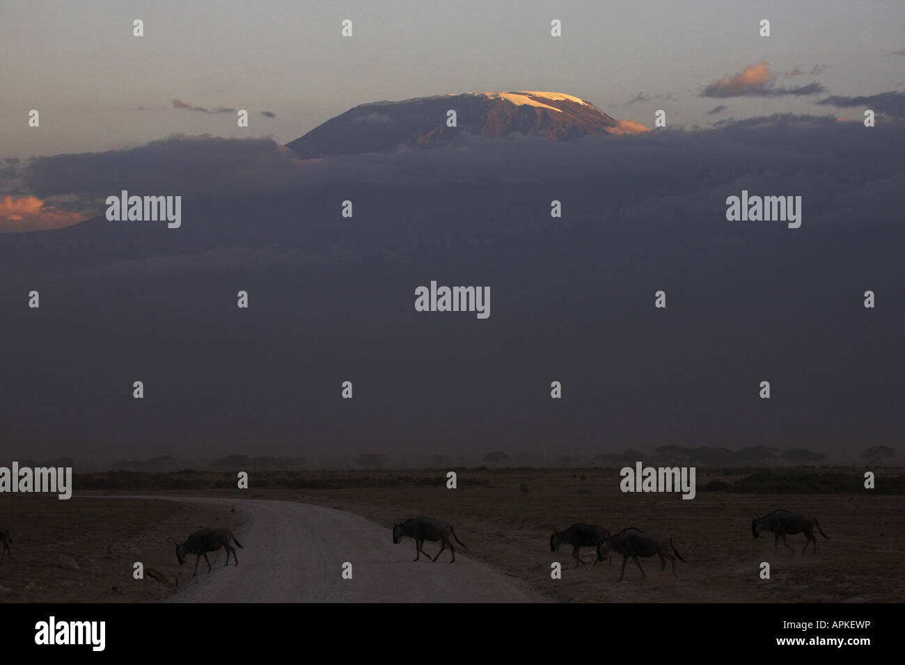Gnus, gestromt Gnu, weißen bärtigen Gnus (Connochaetes Taurinus), spätabends am Kilimanjaro, Kenia, Amboseli N Stockfoto