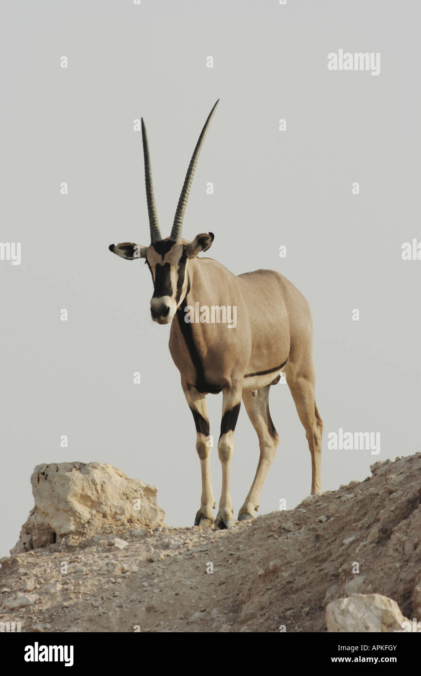 Beisa Orynx, Gemsbock (Oryx Beisa, Oryx Gazella Beisa), auf einem Hügel stehen und blickte in ein Tal Stockfoto