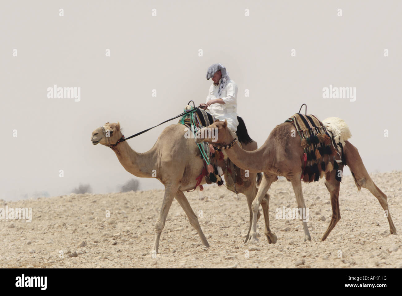 Dromedar, einen buckligen Kamel (Camelus Dromedarius) Mann reitet ein Kamel in der Wüste, Katar Stockfoto