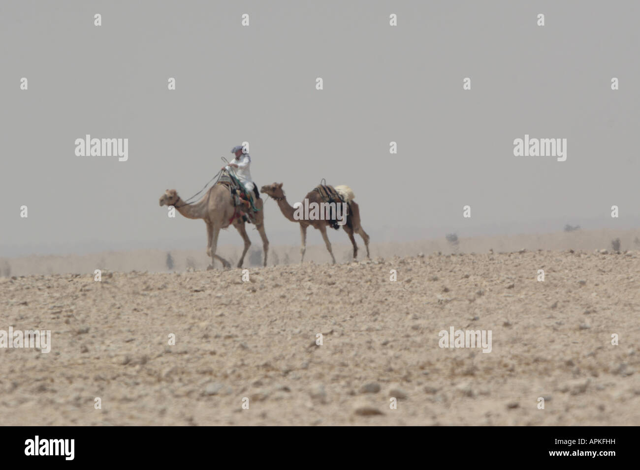 Dromedar, einen buckligen Kamel (Camelus Dromedarius) Mann reitet ein Kamel in der Wüste, Katar Stockfoto