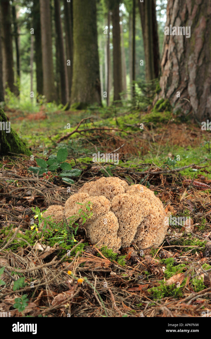 Holz, Blumenkohl, Blumenkohl Pilz (Sparassis Crispa), großer Mensch im Wald Boden, Deutschland, Bayern Stockfoto