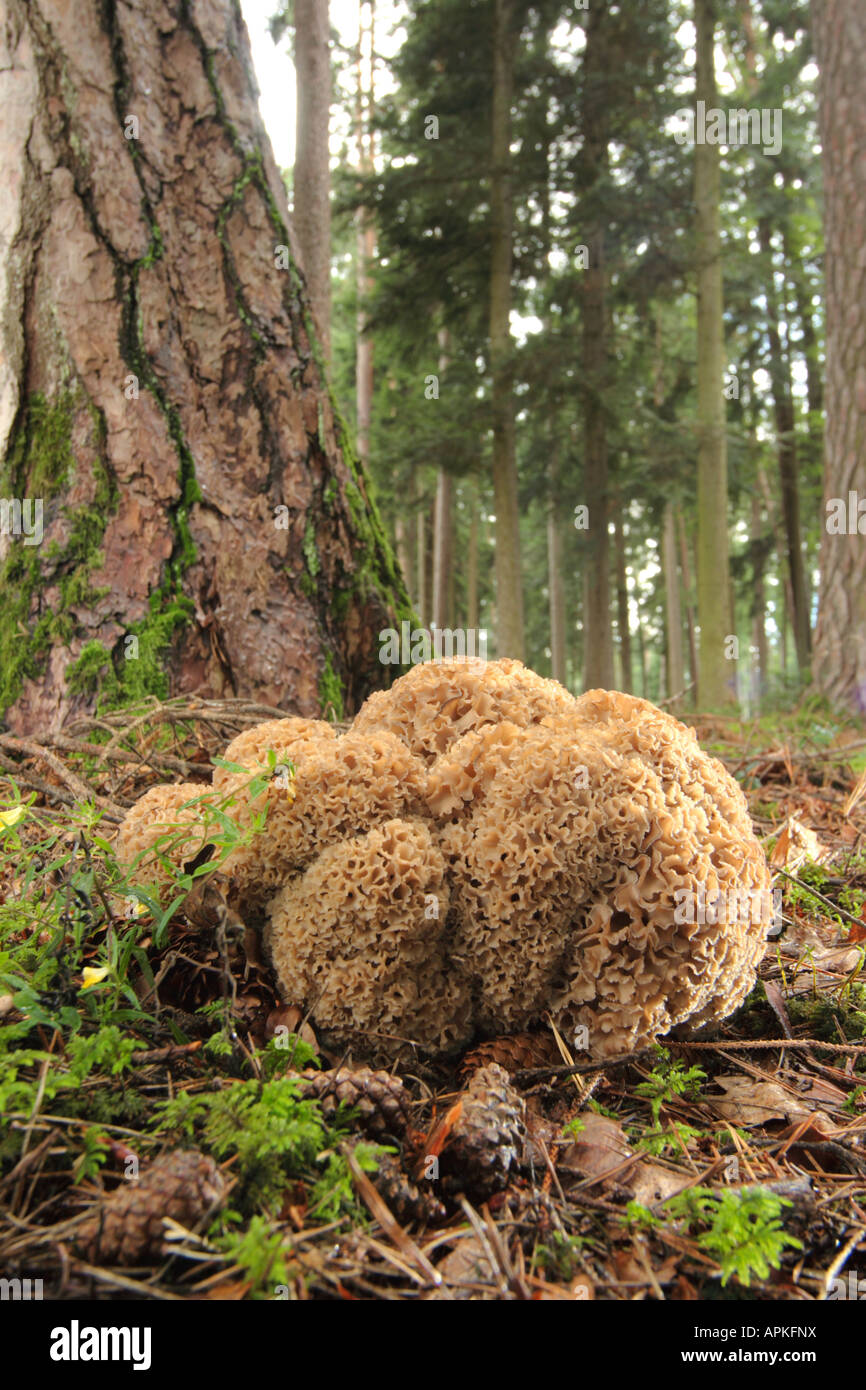 Holz, Blumenkohl, Blumenkohl Pilz (Sparassis Crispa), großer Mensch im Wald Boden, Deutschland, Bayern Stockfoto