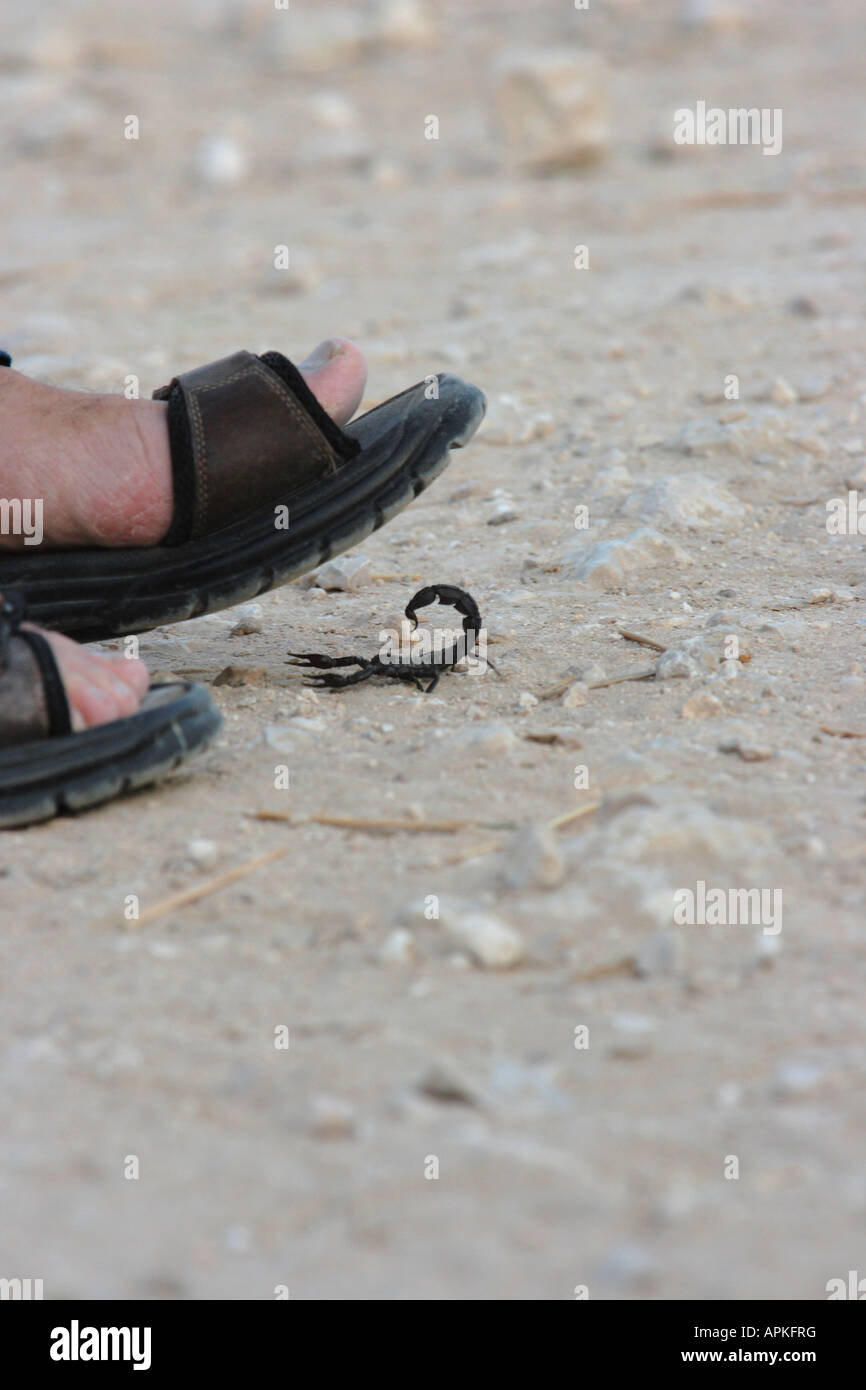 Fattailed Skorpion, Fett-tailed Skorpion, afrikanische Fett-tailed Skorpion (Androctonus Crassicauda), gehen unter Sandale, Katar Stockfoto