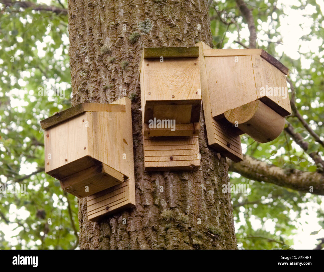 Fledermauskästen Baum in einer englischen Holz UK befestigt Stockfoto