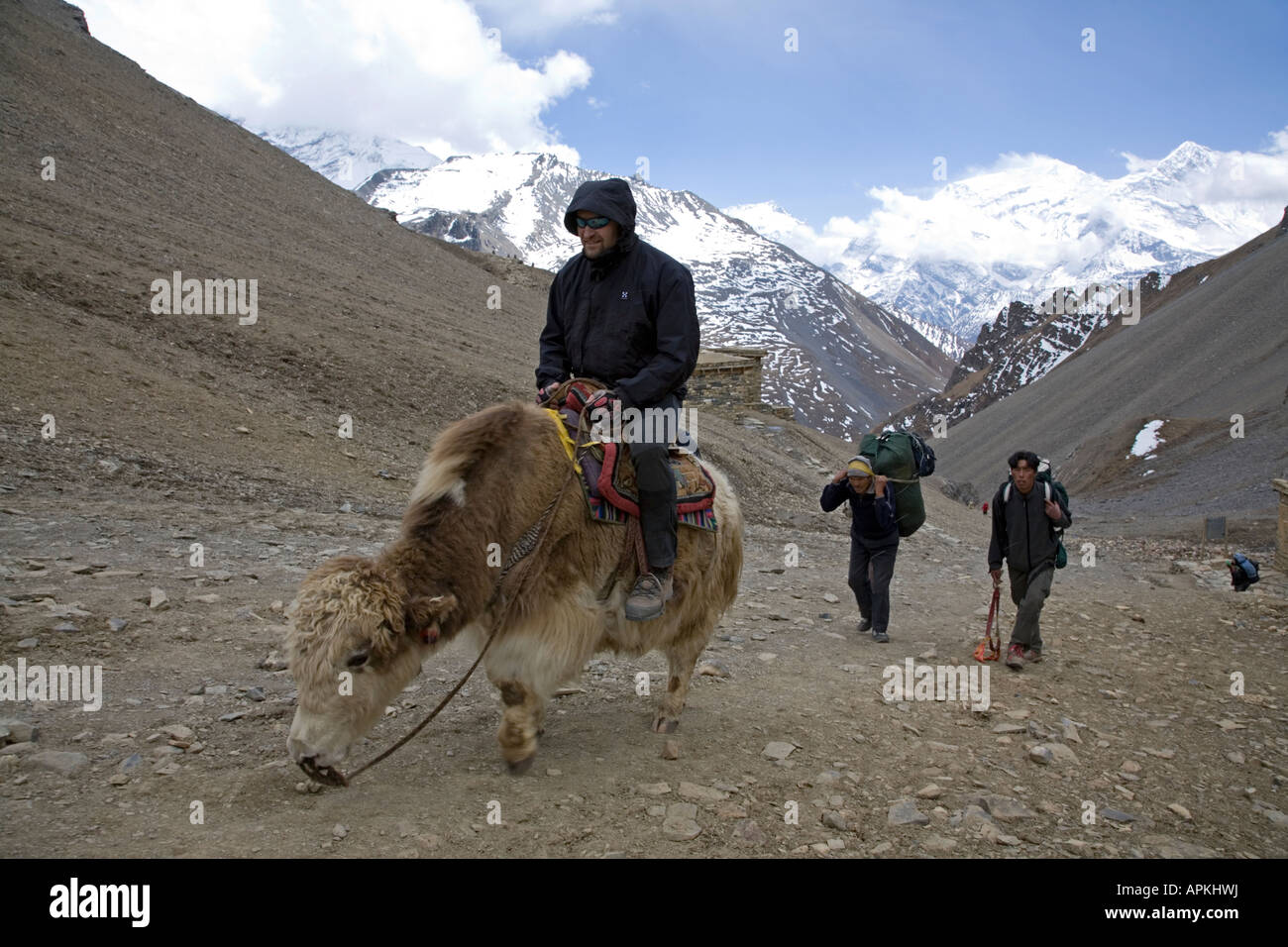 Yak mit einem kranken Trekker. Thorung Phedi Hochlager (4925m). Annapurna Circuit Trek. Nepal Stockfoto