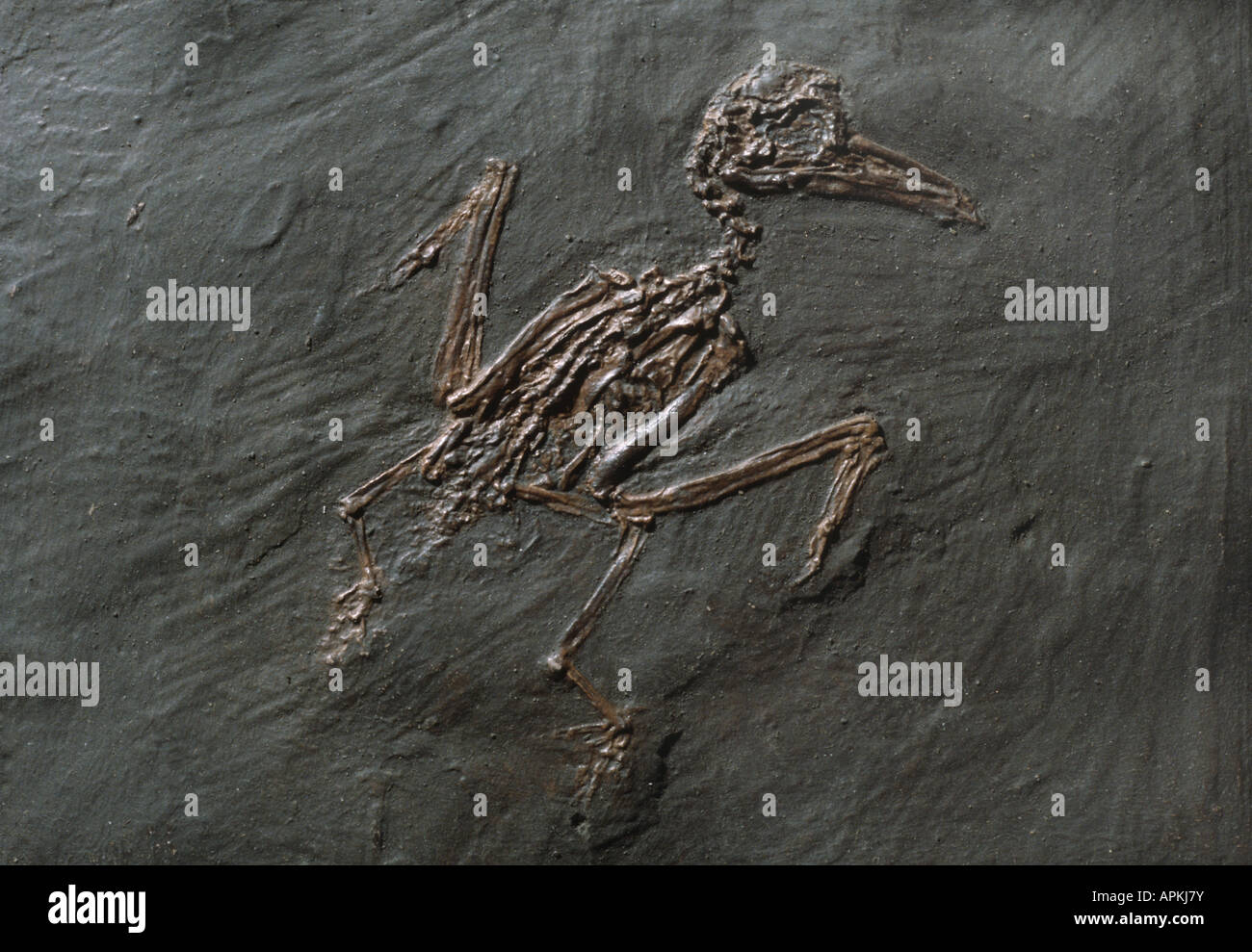 ausgestorbener Vogel der Grube Messel Stockfoto